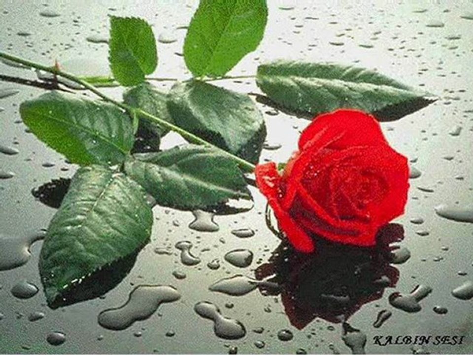 Gamsız BeLa - Ben Nasıl Sevdim 2oı2