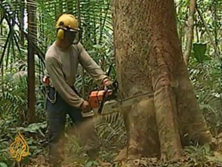 EU set to tighten rules on timber trading