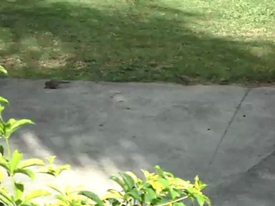 oiseau ile maurice 2