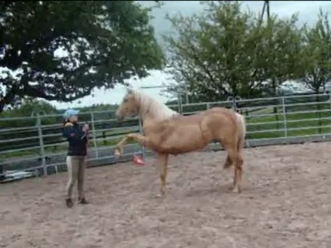 Baïla et Antarès: travail en liberté!