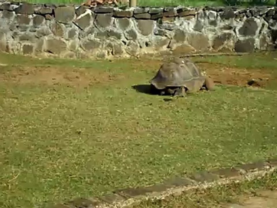 tortue de terre jardin de pamplemousse ile maurice 2