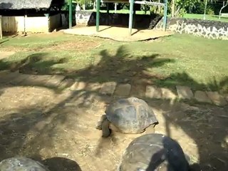 tortue de terre jardin de pamplemousse ile maurice