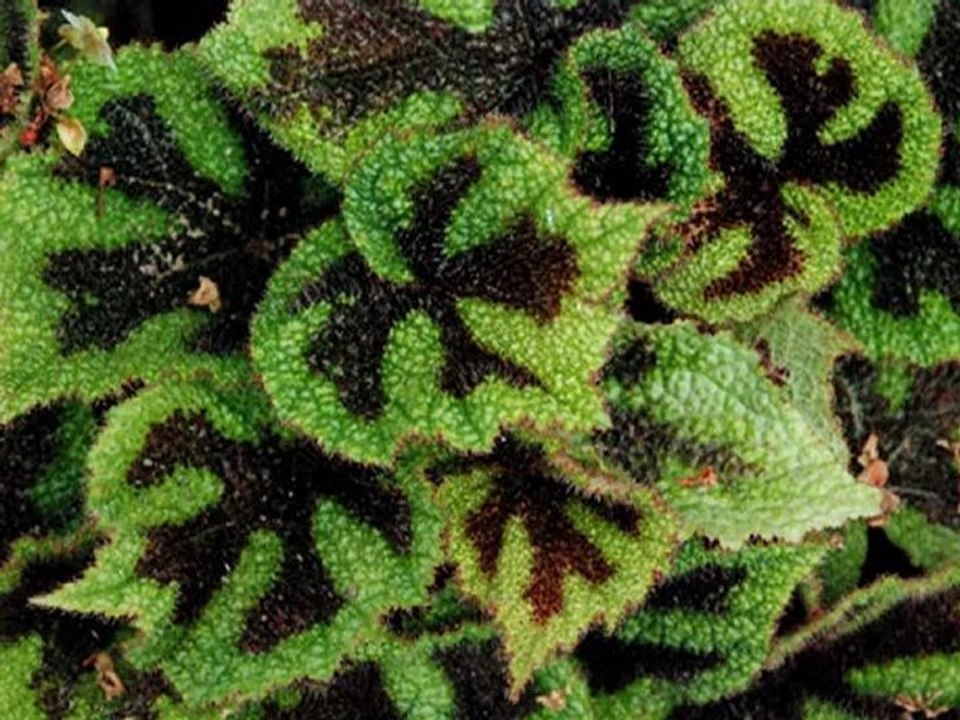 espaces verts,  espaces vers ....