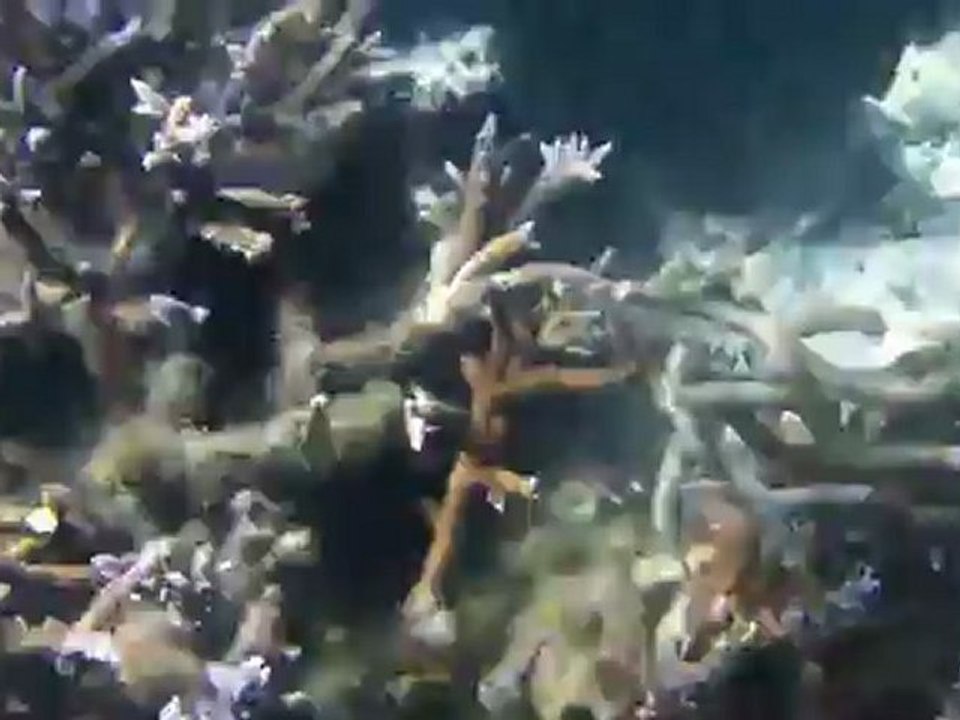 îlot gabriel la plongée 2