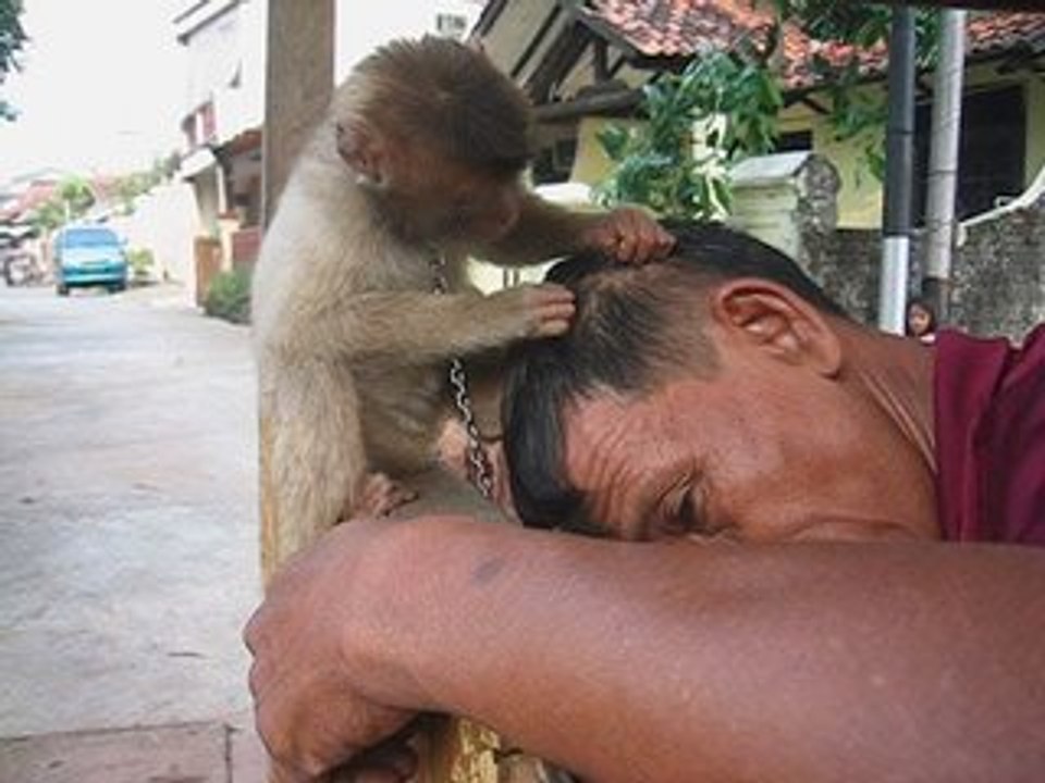 LE SINGE