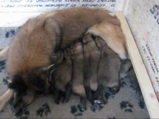 LA CKALIKSOU Chiots Tervueren 16 jours