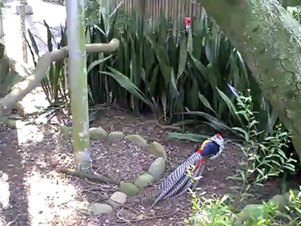 Idiot Provokes Monkey Too Far