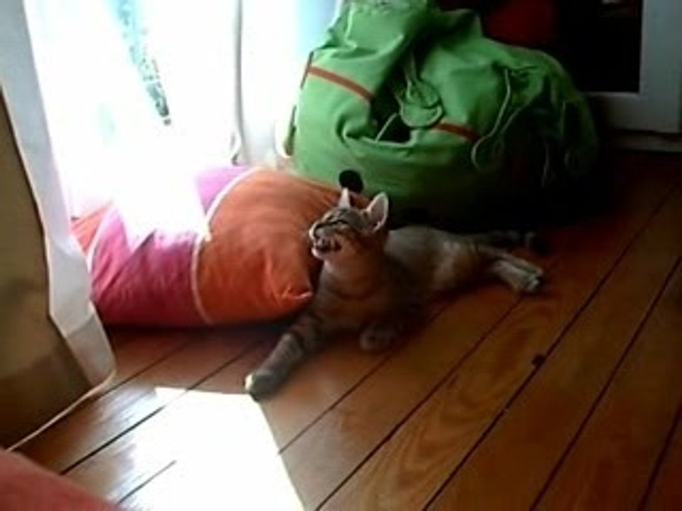 Chat qui claque des dents