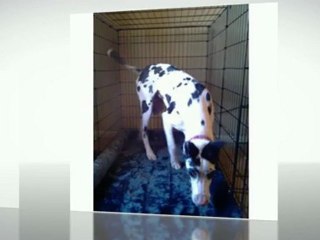 Midwest Starter Series Single Door Drop Pin Metal Dog Crate