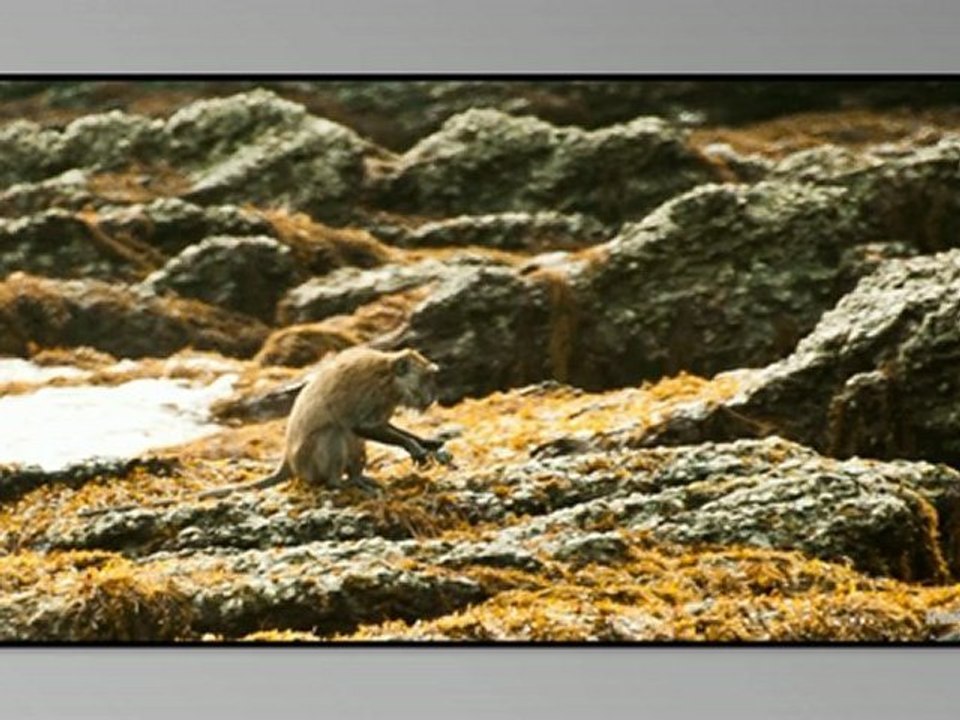 Monkey_run