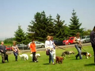 chiot canin le 2 Juin