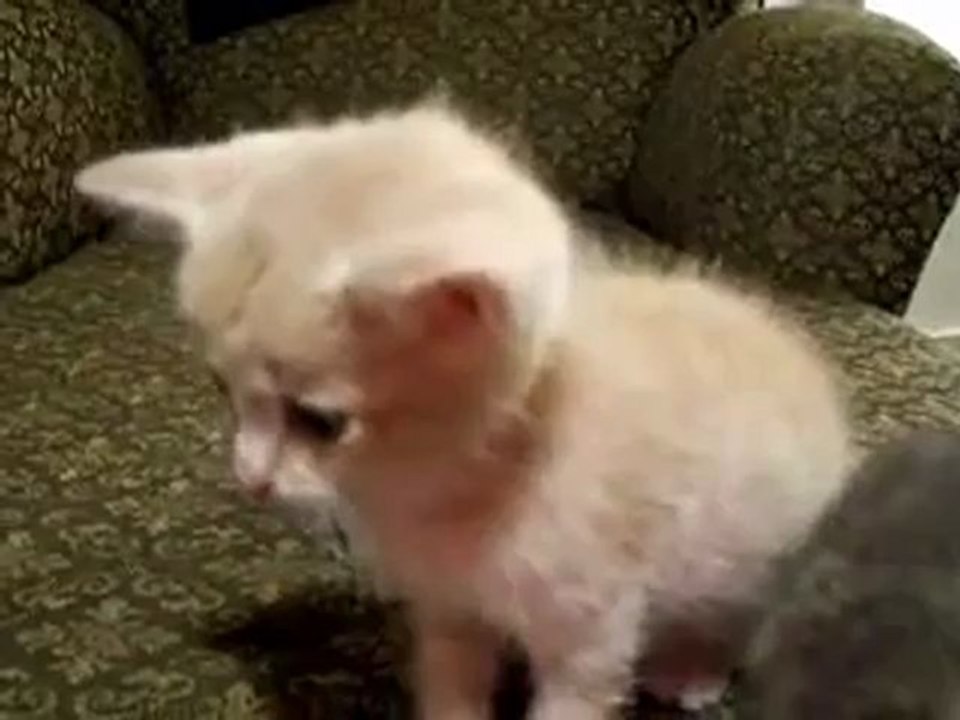 cat,kedi,katze,cetin