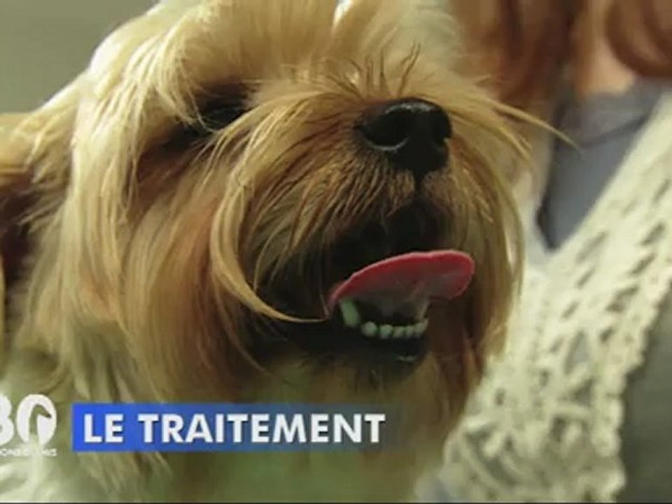 La dermatite du chien