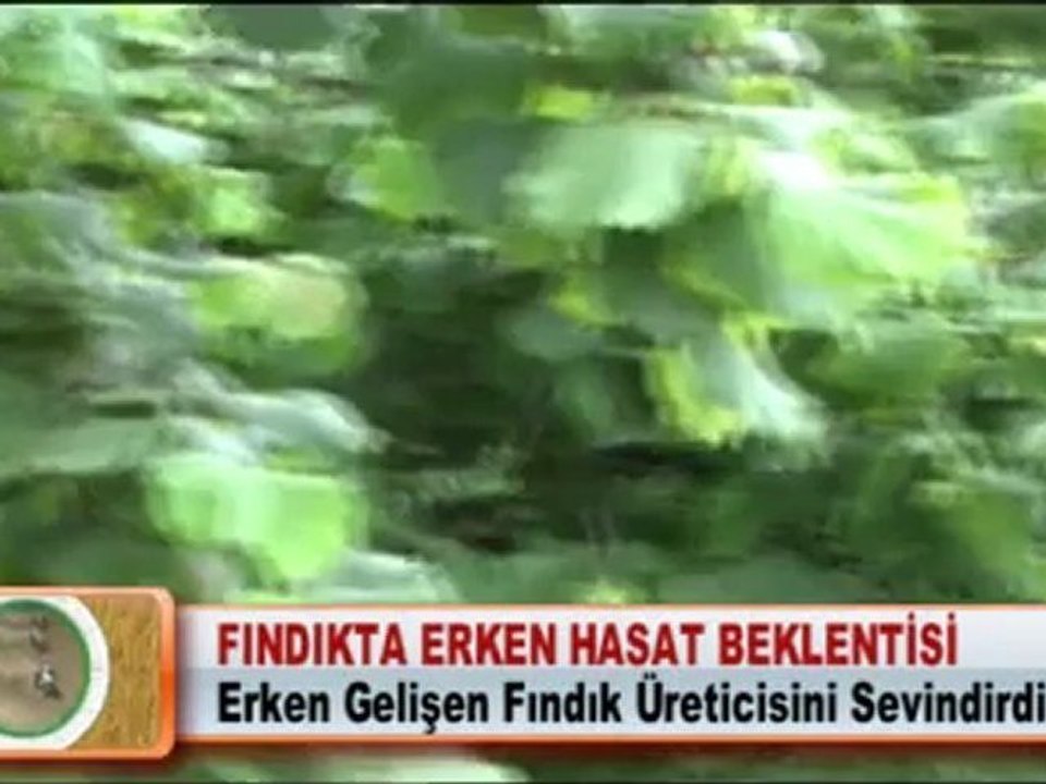 FINDIKTA ERKEN HASAT BEKLENTİSİ