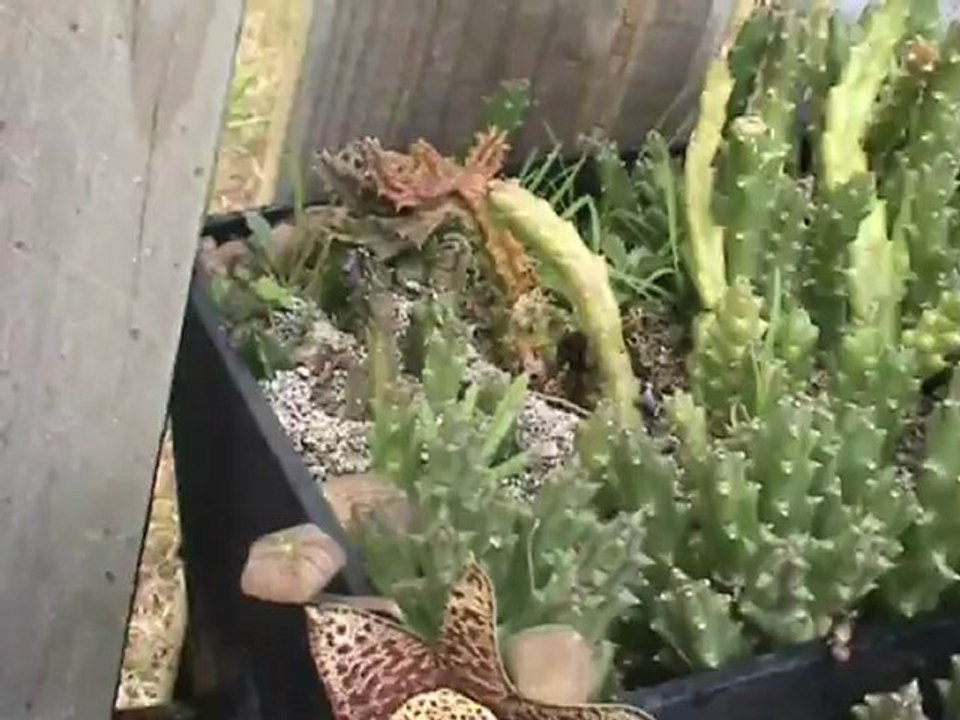 Stapelia Mutabillis