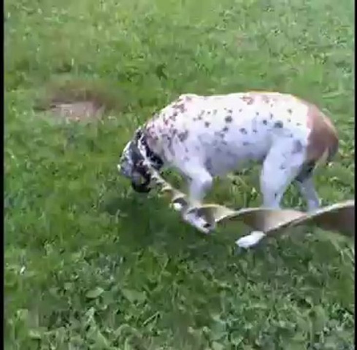 Bagi
