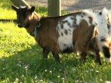 Dwarf goat - Cabras enanas - Dwarf Bucks
