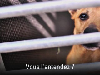 Un animal ne pleure pas... Il souffre en silence