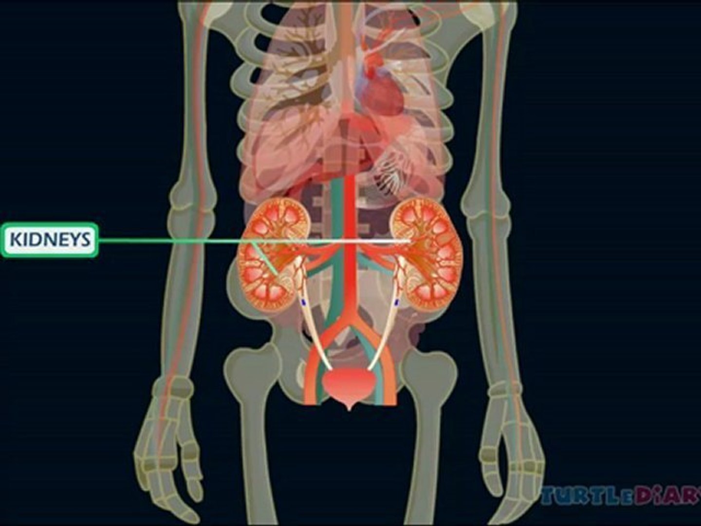 ⁣Learn about Human Body at www.turtlediary.com