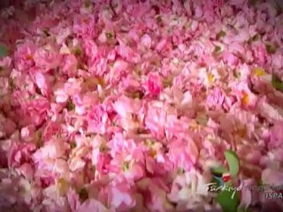 Her Yönüyle Gül Sempozyumu Tanıtım Filmi