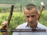 Tuscany raises glass to biodynamic wine-growing