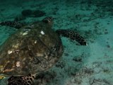 Balade sous-marine avec une tortue