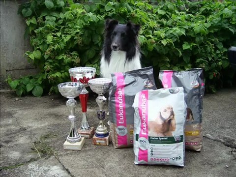 Concours agility Flipper Folschviller