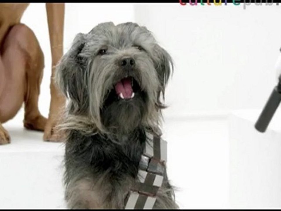 Bark side in Star Wars: dogs got talent