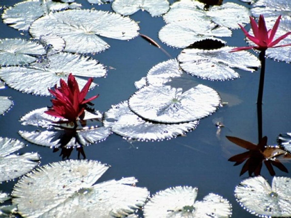 Indochine - Pink Water 2