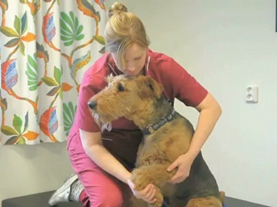 Djurvård Lund Lunds Djursjukhus