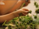 American Weed - 4/20 Journée Mondial De Cannabis
