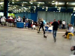 Expo Lyon 2012 : Rus Komillfo Victory (Russkiy Toy) meilleur de race