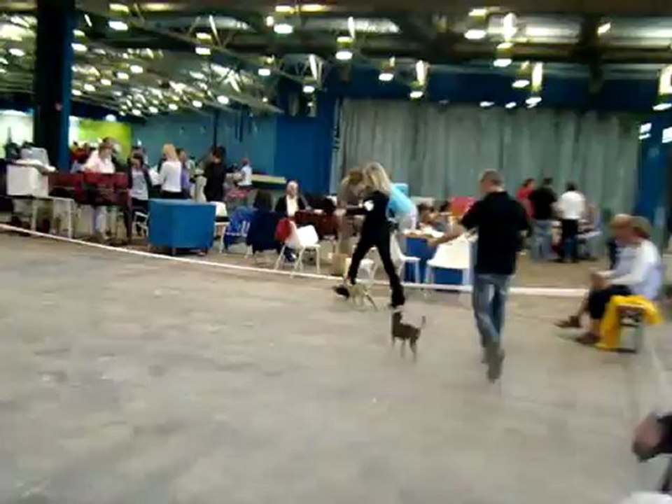 Expo Lyon 2012 : Rus Komillfo Victory (Russkiy Toy) meilleur de race