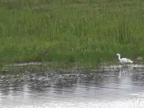 20120604 kleine zilverreiger