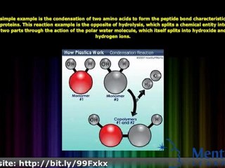 Condensation Reaction - College Biology