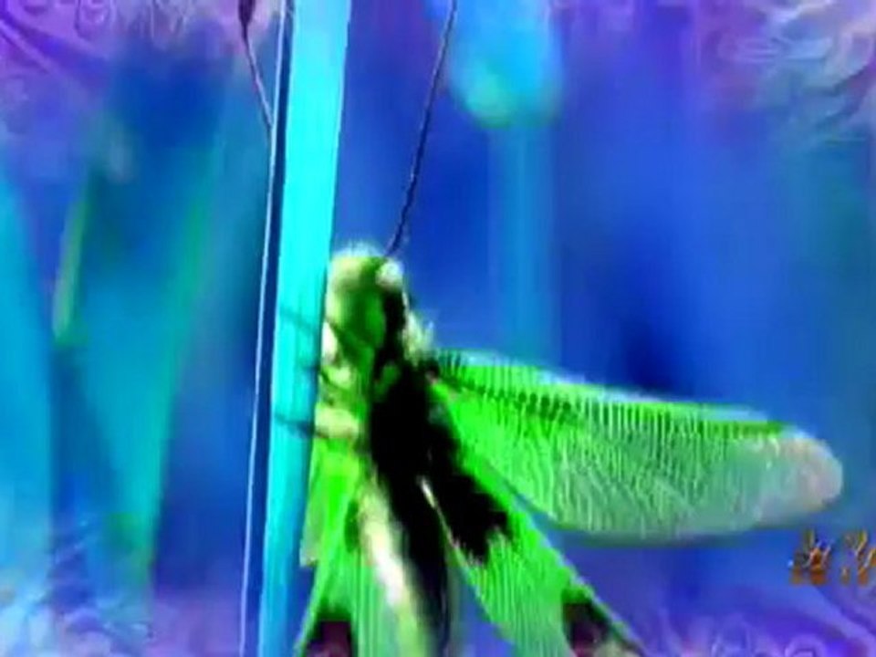 SİNEK GÖZÜNDEKİ MUCİZE