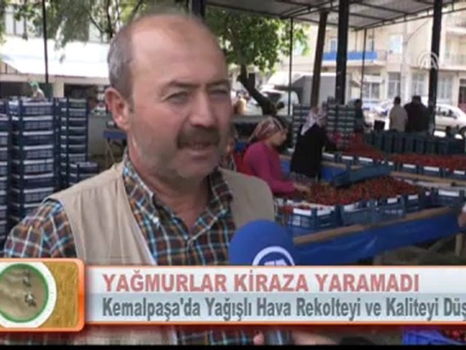 YAĞMURLAR KİRAZA YARAMADI