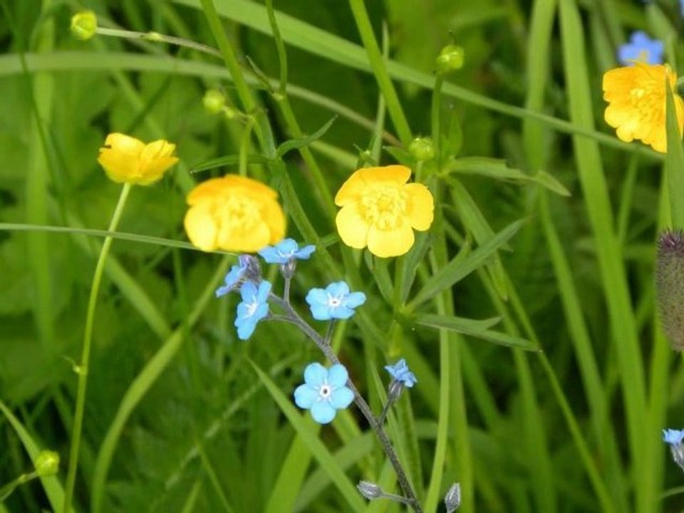 Suisse, entre force des montagnes et douceur de la nature...