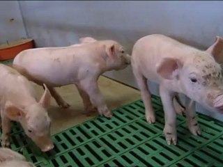 Adieu veau, vache, cochon, couvée (extrait)