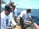 Guy and Jay Find Blue Marlin