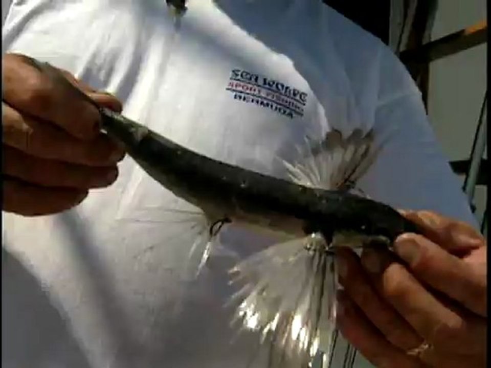 The Houndfish