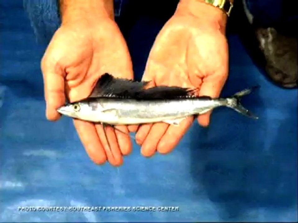 All About Blue Marlin