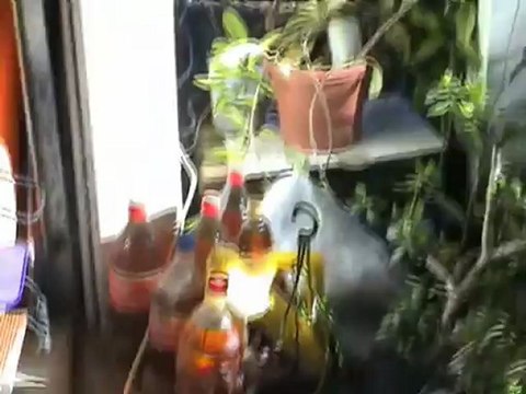 Frozen capacitors on ice and then thawed out