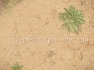 Choosing right animal deterrent for your pets