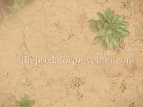 Choosing right animal deterrent for your pets