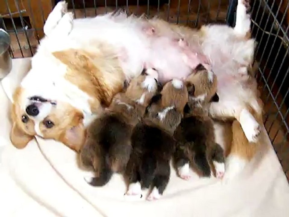 Un nouveau moyen d'alimenter ses bébés