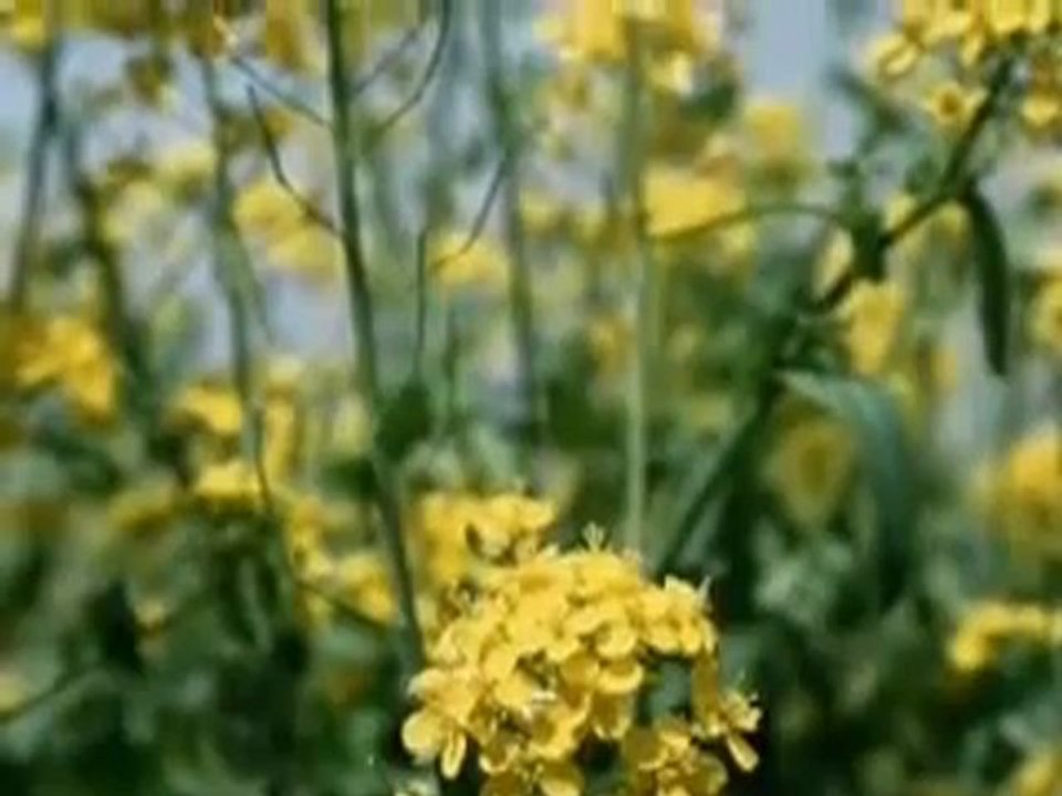 Meneksedia- Lakis Papadopoulos