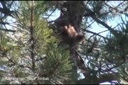 Yavru ayı ağaçtan indirildi