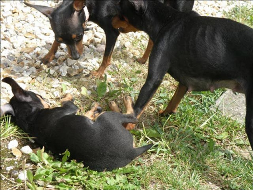 Chiots de Lin Yao et les autres...... sortie jardin et jeux....juin 5, 2012