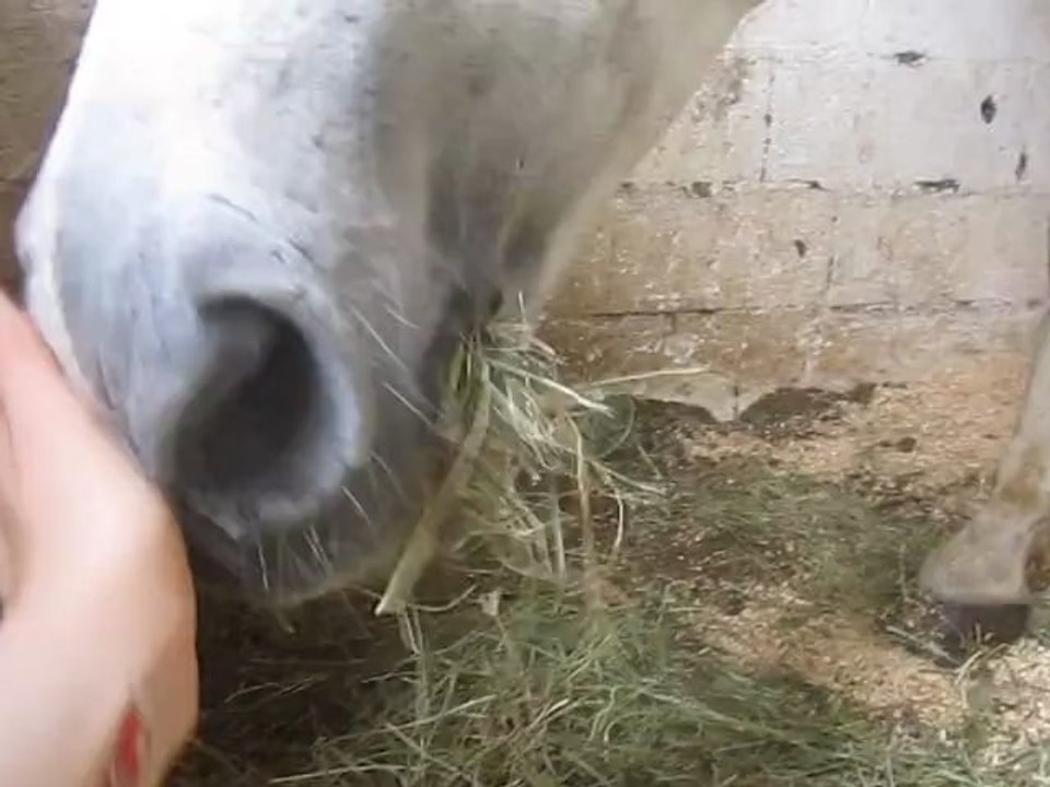 Cigalon qui mange ^^